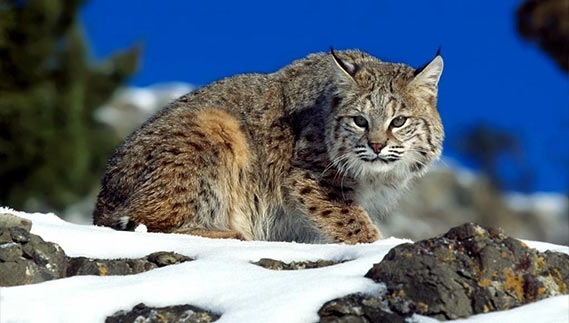 سگ آبی شکار گربه وحشی